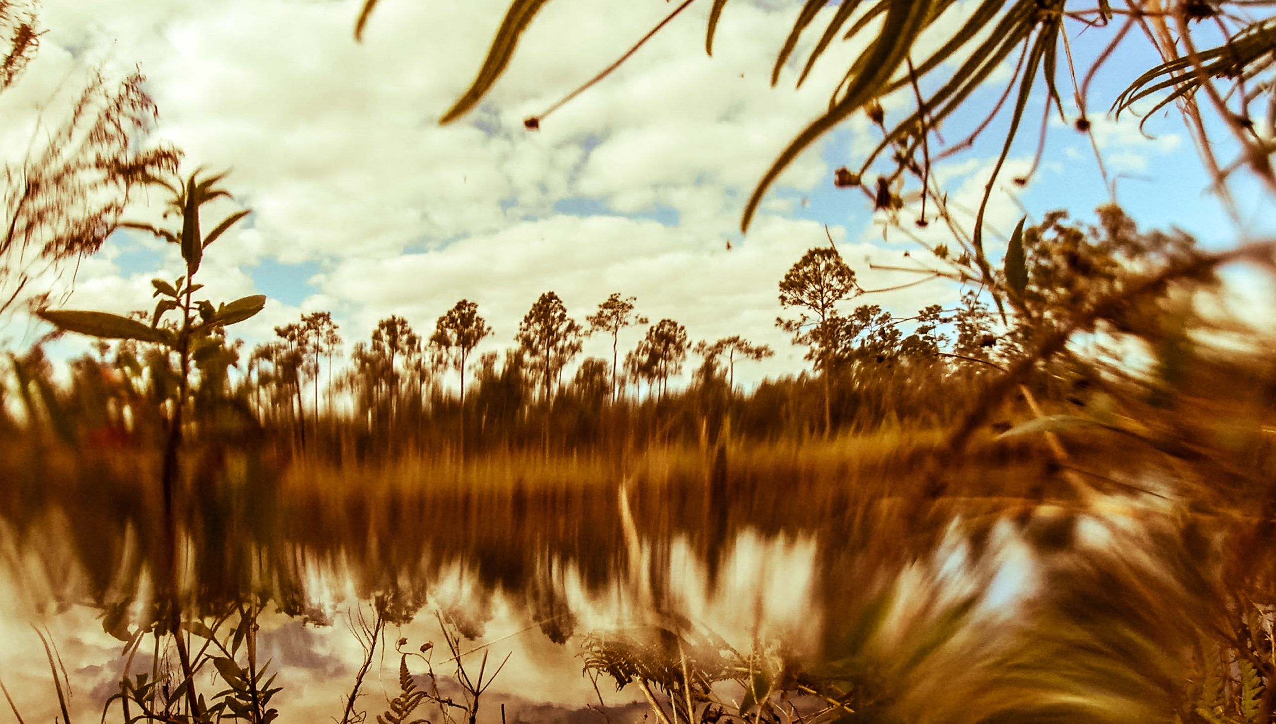 Slightly distorted image of a pond at water level with trees visible on the other side of the water. The water and trees are sepia while the sky is bright blue